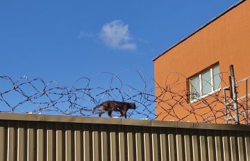 “Вясна”: за тыдзень 275 сутак і 14,5 тысяч рублёў штрафаў за “дваровыя маршы”