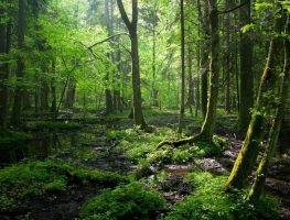 Дан Валкавыцкі: Белавежская пушча – агульны аб’ект аховы Беларусі і Польшчы   