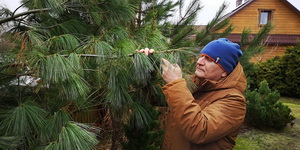 Як беларус на Беласточчыне вырошчвае экзатычныя дрэвы 