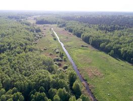 12 кіламетраў ракі Нараўка плануюць аднавіць на тэрыторыі Белавежскай пушчы  