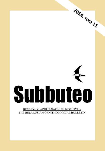 Subbuteo 11